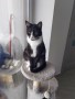 Tuxy (6)